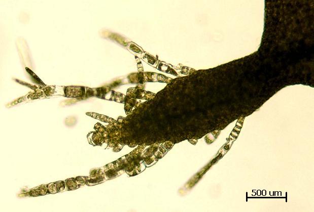 Desmarestia ligulata Trichothallic Growth